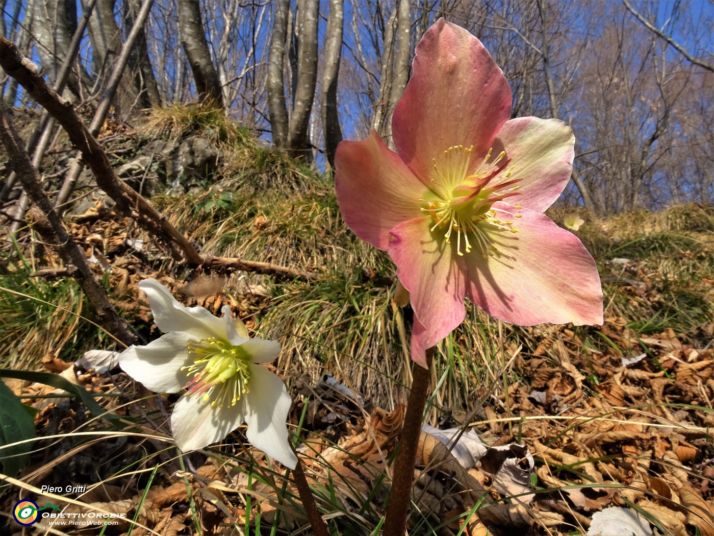 05 Festa di fiori sui sentieri al Monte Zucco - (Helleborus niger (Elleboro-Rosa di Natale).JPG